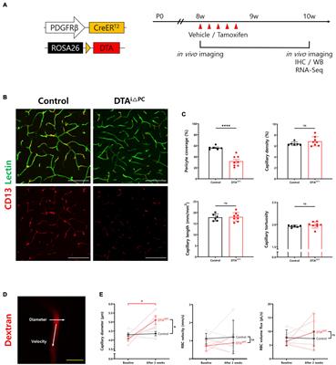 Pericyte Loss Leads to Capillary Stalling Through Increased Leukocyte-Endothelial Cell Interaction in the Brain